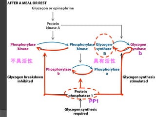 bbaa
具有活性不具活性
PP1
 