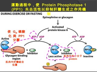 使 GM 磷酸
化 與 PP1
分離
肌肉中肝醣結合
位置
肌肉中的小分子
protein
運動過程中，使 Protein Phosphotase 1
(PP1) 失去活性以抑制肝醣生成之作用機
制
 