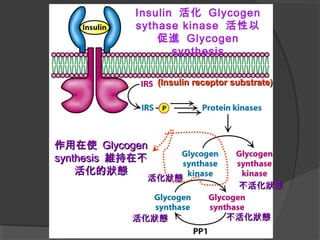 (Insulin receptor substrate)(Insulin receptor substrate)
Insulin 活化 Glycogen
sythase kinase 活性以
促進 Glycogen
synthesis
作用在使作用在使 GlycogenGlycogen
synthesissynthesis 維持在不維持在不
活化的狀態活化的狀態
不活化狀態不活化狀態
活化狀態活化狀態
活化狀態活化狀態 不活化狀態不活化狀態
 