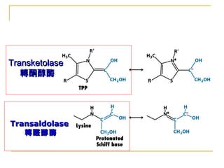 TransketolaseTransketolase
轉酮醇酶轉酮醇酶
TransaldolaseTransaldolase
轉醛醇酶轉醛醇酶
 