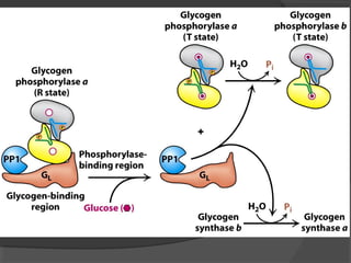 Wk11 glycogen metabolism