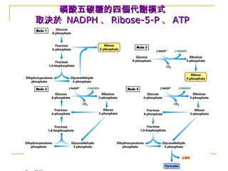 磷酸五碳糖的四個代謝模式磷酸五碳糖的四個代謝模式
取決於取決於 NADPHNADPH 、、 Ribose-5-PRibose-5-P 、、 ATPATP
 