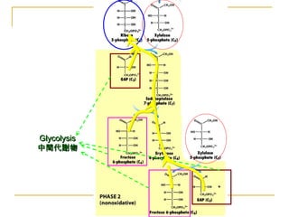 GlycolysisGlycolysis
中間代謝物中間代謝物
 
