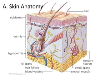 A. Skin Anatomy 