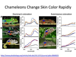 Chameleons Change Skin Color Rapidly http://www.plosbiology.org/article/info:doi/10.1371/journal.pbio.0060025 