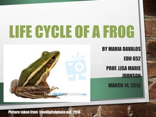 LIFE CYCLE OF A FROG
BY MARIA DAVALOS
EDU 652
PROF. LISA MARIE
JOHNSON
MARCH 14, 2016
Picture taken from freedigitalphoto.net, 2016
 