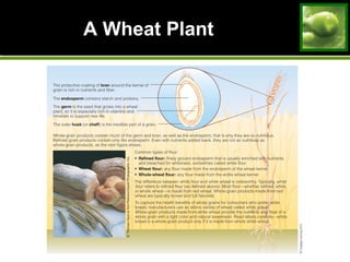 A Wheat PlantA Wheat Plant
 