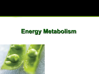 Energy MetabolismEnergy Metabolism
 