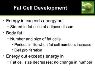 Fat Cell DevelopmentFat Cell Development
• Energy in exceeds energy out
• Stored in fat cells of adipose tissue
• Body fat
• Number and size of fat cells
• Periods in life when fat cell numbers increase
• Cell proliferation
• Energy out exceeds energy in
• Fat cell size decreases; no change in number
 
