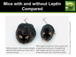 Mice with and without Leptin
Compared
 