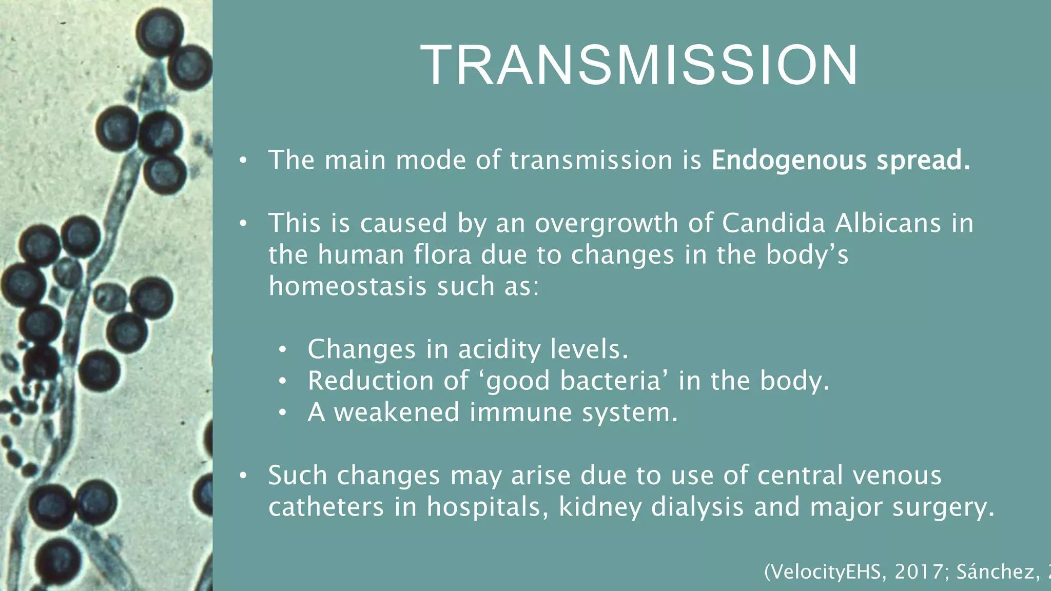 Microbial CV on Candida albicans | PPTX