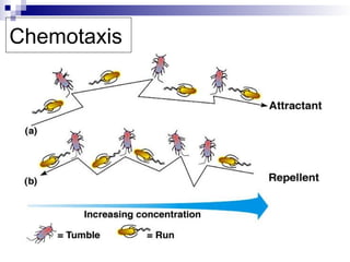 Comprehensive Overview of Bacterial Classification, Anatomy, and ...