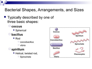 Comprehensive Overview of Bacterial Classification, Anatomy, and ...