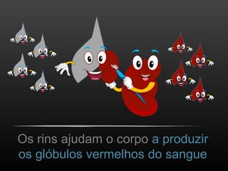Os rins ajudam o corpo a produzir
os glóbulos vermelhos do sangue
 