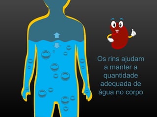 Os rins ajudam
a manter a
quantidade
adequada de
água no corpo
 