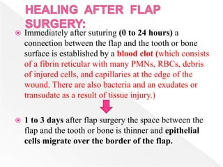  Immediately after suturing (0 to 24 hours) a
connection between the flap and the tooth or bone
surface is established by a blood clot (which consists
of a fibrin reticular with many PMNs, RBCs, debris
of injured cells, and capillaries at the edge of the
wound. There are also bacteria and an exudates or
transudate as a result of tissue injury.)
 1 to 3 days after flap surgery the space between the
flap and the tooth or bone is thinner and epithelial
cells migrate over the border of the flap.
 