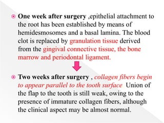  One week after surgery ,epithelial attachment to
the root has been established by means of
hemidesmosomes and a basal lamina. The blood
clot is replaced by granulation tissue derived
from the gingival connective tissue, the bone
marrow and periodontal ligament.
 Two weeks after surgery , collagen fibers begin
to appear parallel to the tooth surface. Union of
the flap to the tooth is still weak, owing to the
presence of immature collagen fibers, although
the clinical aspect may be almost normal.
 