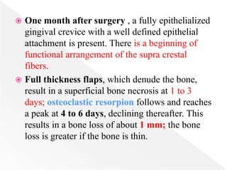  One month after surgery , a fully epithelialized
gingival crevice with a well defined epithelial
attachment is present. There is a beginning of
functional arrangement of the supra crestal
fibers.
 Full thickness flaps, which denude the bone,
result in a superficial bone necrosis at 1 to 3
days; osteoclastic resorpion follows and reaches
a peak at 4 to 6 days, declining thereafter. This
results in a bone loss of about 1 mm; the bone
loss is greater if the bone is thin.
 