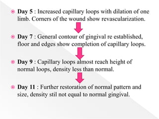  Day 5 : Increased capillary loops with dilation of one
limb. Corners of the wound show revascularization.
 Day 7 : General contour of gingival re established,
floor and edges show completion of capillary loops.
 Day 9 : Capillary loops almost reach height of
normal loops, density less than normal.
 Day 11 : Further restoration of normal pattern and
size, density stil not equal to normal gingival.
 