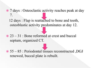  7 days : Osteoclastic activity reaches peak at day
7.
12 days : Flap is reattached to bone and tooth,
osteoblastic activity predominates at day 12.
 23 – 31 : Bone reformed at crest and buccal
septum, organized CT.
 55 – 85 : Periodontal tissues reconstructed ,DGJ
renewed, buccal plate is rebuilt.
 