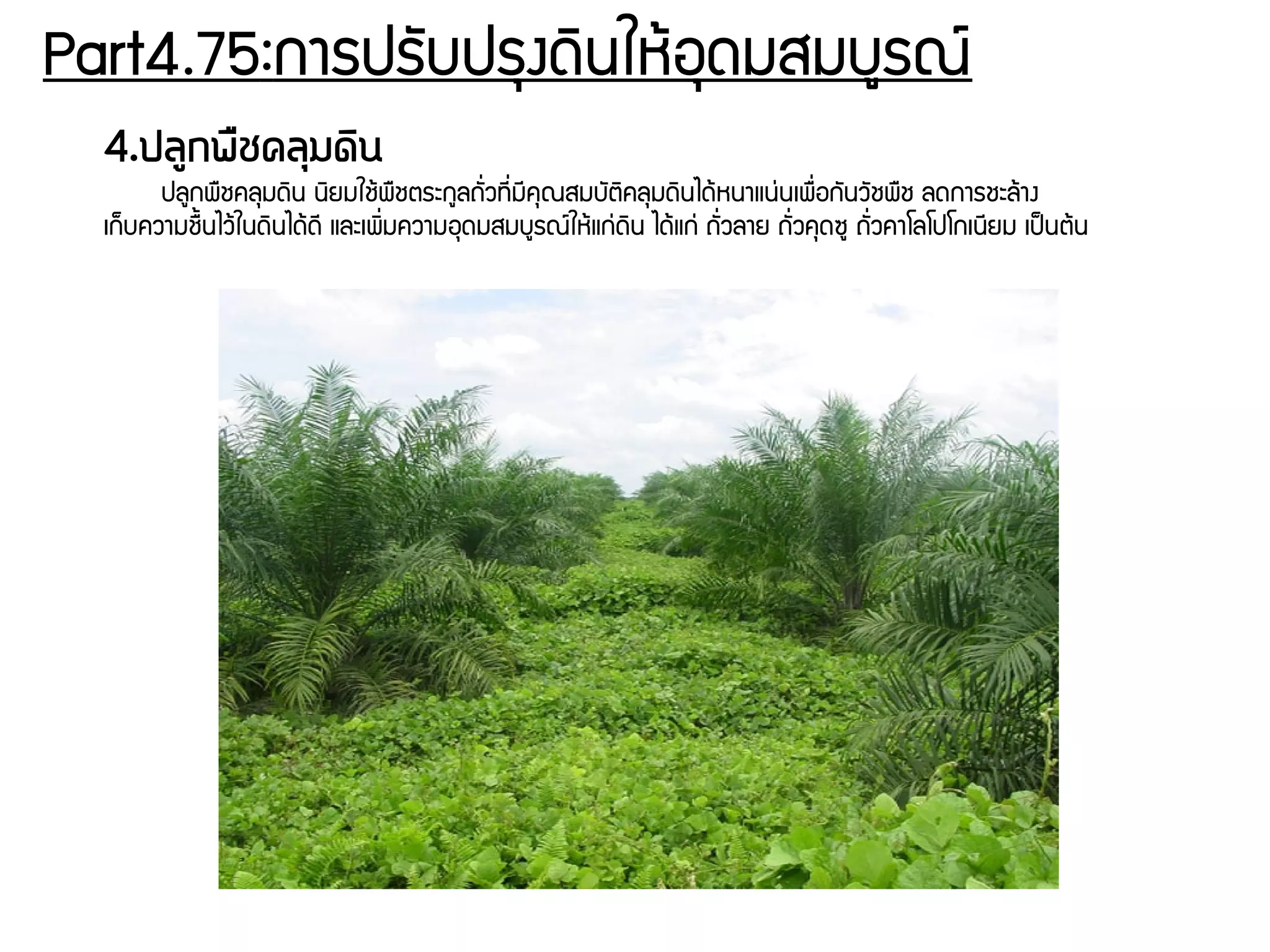 Part4.75:การปรพับปรธงดดินใหร้อธดมสมบยรณย์
4.ปลลูกพรชคลถุมดดิน
ปลยกพรชคลธมดดิน นดิยมใชร้พรชตระกยลถพัรื่วทชีรื่มชีคธณสมบพัตดิคลธมดดินไดร้หนาแนนุ่นเพรรื่อกพันวพัชพรช ลดการชะลร้าง
เกก็บความชรนนไวร้ในดดินไดร้ดชี และเพดิรื่มความอธดมสมบยรณย์ใหร้แกนุ่ดดิน ไดร้แกนุ่ ถพัรื่วลาย ถพัรื่วคธดซย ถพัรื่วคาโลโปโกเนชียม เปป็นตร้น
 