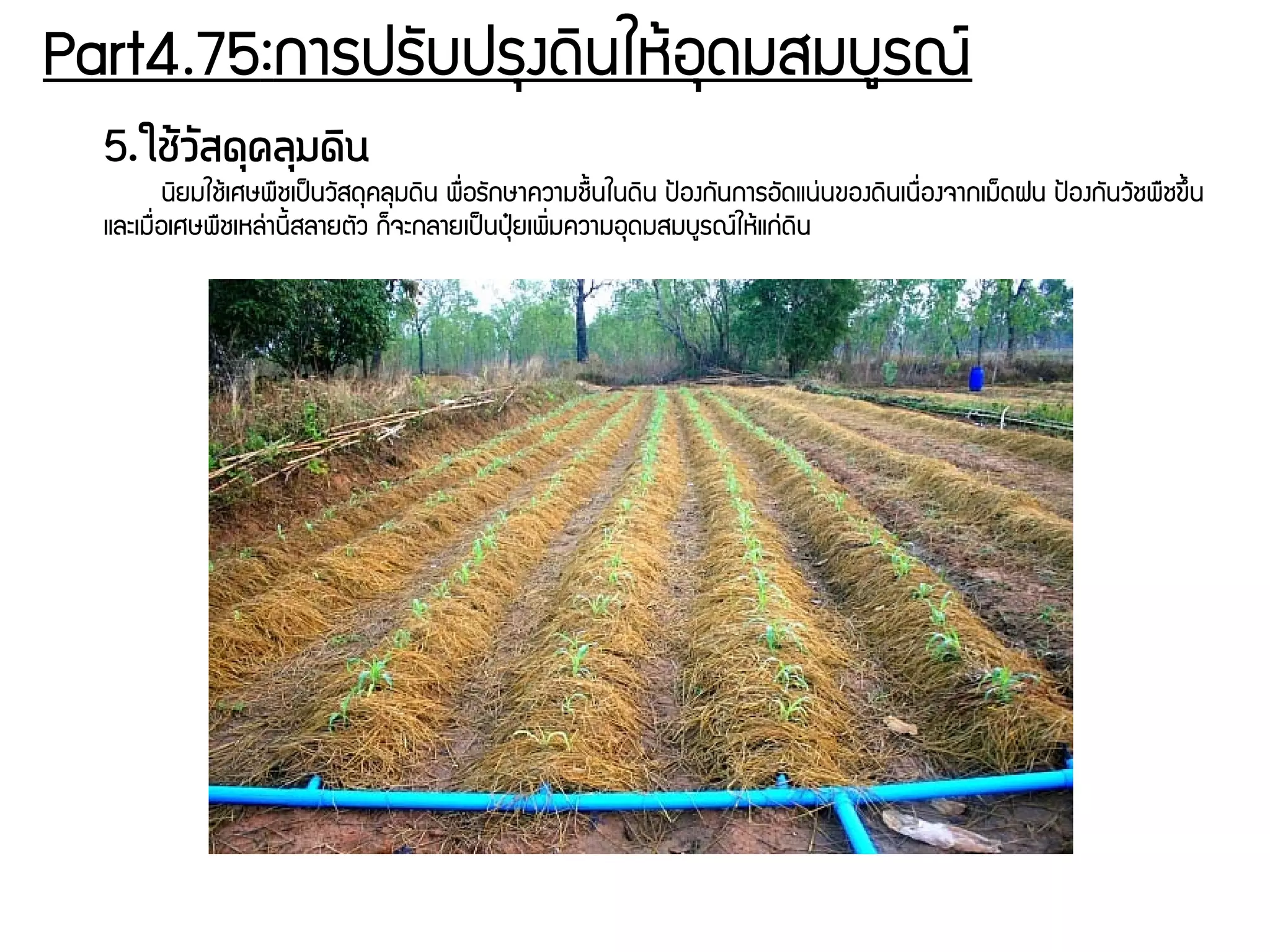 Part4.75:การปรพับปรธงดดินใหร้อธดมสมบยรณย์
5.ใชต้ววัสดถุคลถุมดดิน
นดิยมใชร้เศษพรชเปป็นวพัสดธคลธมดดิน พรรื่อรพักษาความชรนนในดดิน ปป้องกพันการอพัดแนนุ่นของดดินเนรรื่องจากเมก็ดฝน ปป้องกพันวพัชพรชขยึนน
และเมรรื่อเศษพรชเหลนุ่านชีนสลายตพัว กก็จะกลายเปป็นปธปุ๋ยเพดิรื่มความอธดมสมบยรณย์ใหร้แกนุ่ดดิน
 