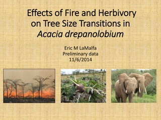 Effects of Fire and Herbivory 
on Tree Size Transitions in 
Acacia drepanolobium 
Eric M LaMalfa 
Preliminary data 
11/6/2014 
 