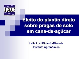 Efeito do plantio direto
 sobre pragas de solo
  em cana-de-açúcar

   Leila Luci Dinardo-Miranda
      Instituto Agronômico
 