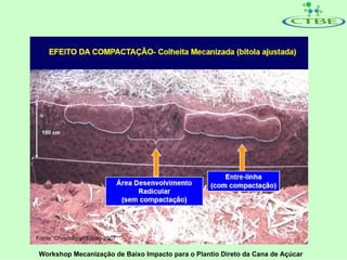 Fonte: Christoforeti/Esalq-2007

 Workshop Mecanização de Baixo Impacto para o Plantio Direto da Cana de Açúcar
 