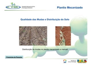Plantio Mecanizado



                  Qualidade das Mudas e Distribuição do Solo




                        Distribuição de mudas no plantio mecanizado e manual



Programas de Pesquisa
 