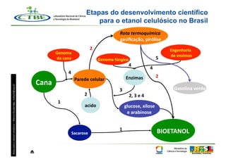 Etapas do desenvolvimento científico
                                                                                                                                                para o etanol celulósico no Brasil
                                                                                                                                                                     Rota	
  termoquímica	
  
                                                                                                                                                                     gasiﬁcação,	
  pirólise	
  
                                                                                                                                               2                                                             Engenharia	
  
                                                                                                               Genoma	
  
                                                                                                                                                                                                            	
  de	
  enzimas	
  
                                                                                                               	
  da	
  cana	
                        Genoma	
  fúngico	
                              5
                                                                                                                                                                            4
                                                                                                                                                                                                    4
                                                                                                                            4
                                                                                                                                                                          Enzimas	
                     2
                                                                                                                                    Parede	
  celular	
  
                                                                                                    Cana	
  
Rotas	
  para	
  o	
  etanol	
  celulósico	
  –	
  Marcos	
  Buckeridge,	
  msbuck@usp.br	
  




                                                                                                                                                                     3                                         Gasolina	
  verde	
  
                                                                                                                                          2                                 2,	
  3	
  e	
  4	
  
                                                                                                                 1
                                                                                                                                           acido	
                       glucose,	
  xilose	
  	
  
                                                                                                                                                                          e	
  arabinose	
  


                                                                                                                                                                     1                                  BIOETANOL	
  
                                                                                                                                Sacarose	
  



                                                                                                ⏏
 