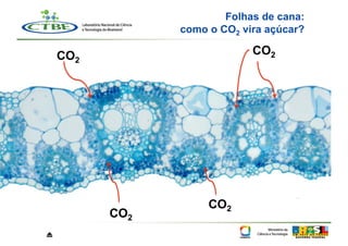 Folhas de cana:
                como o CO2 vira açúcar?

    CO2                      CO2




                     CO2
          CO2
⏏
 