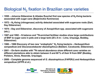 Biological N2 fixation in Brazilian cane varieties
 1958 – Johanna Döbereiner & Aliades Ruschel find new species of N2-fixing bacteria
  associated with sugar cane (Beijerinckia fluminense)
 1972 – N2-fixing (nitrogenase) activity detected associated with sugarcane roots (Dart,
  Day Döbereiner)
 1974 – Day and Döbereiner, discovery of Azospirillum spp. associated with sugarcane
  (etc.).
 1987 and 1992 – N balance and 15N-enriched fertilizer studies show large contributions
  of BNF to sugar cane in pots and a large tank (20 x 6 m – Lima, Urquiaga, Boddey,
  Döbereiner)
 1986 – 1988 Discovery of two new “endophytic” N2 fixing bacteria – Herbaspirillum
  seropedicae and Gluconacetobacter diazotrophicus (Baldani, Cavalcante, Döbereiner).
 2001 – On-farm studies with 15N natural abundance show different cane varieties on
  different plantations able to obtain between 0 and 60¨% of their N from BNF (Boddey,
  Polidoro, Alves, Resende, Urquiaga).
 2008 – Complete genome sequenced of G. diazotrophicus (FAPERJ) and Herbaspirillum
  seropedicae (UFPR et al.).
 