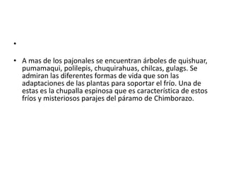 •
• A mas de los pajonales se encuentran árboles de quishuar,
pumamaqui, polilepis, chuquirahuas, chilcas, gulags. Se
admiran las diferentes formas de vida que son las
adaptaciones de las plantas para soportar el frío. Una de
estas es la chupalla espinosa que es característica de estos
fríos y misteriosos parajes del páramo de Chimborazo.
 