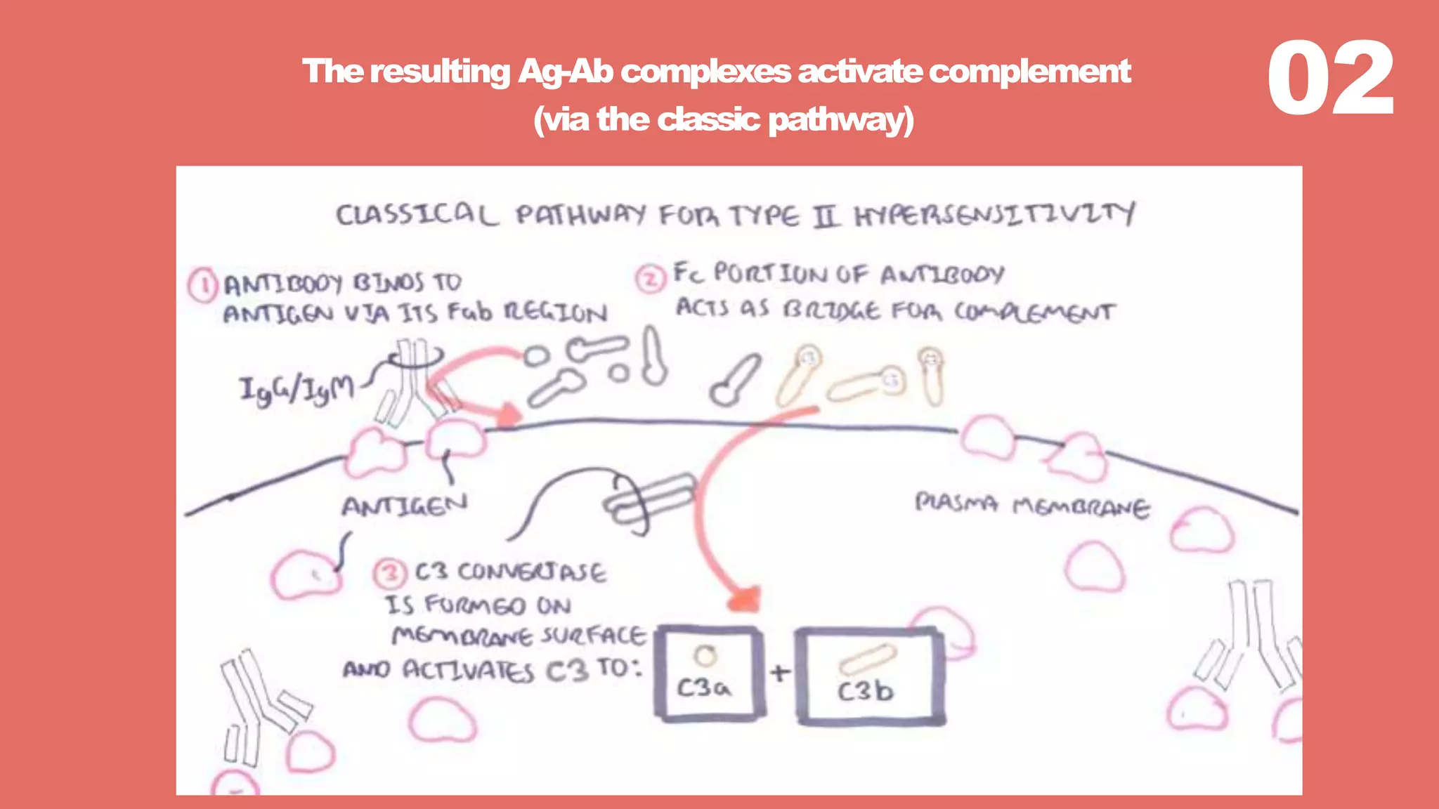 02Theresulting Ag-Ab complexesactivatecomplement
(viathe classic pathway)
 