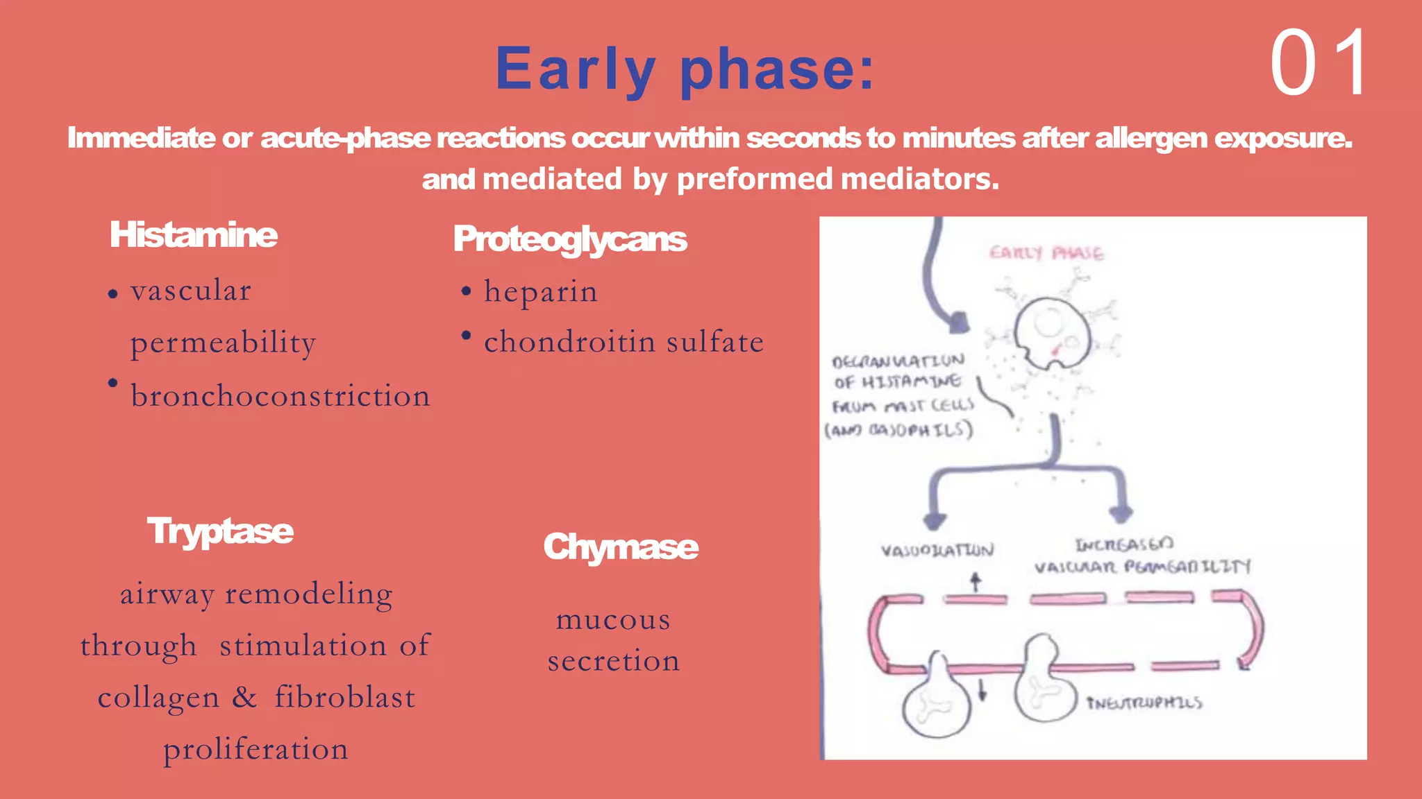 Early phase:
Chymase
mucous
secretion
Proteoglycans
heparin
chondroitin sulfate
Tryptase
airway remodeling
through stimulation of
collagen & fibroblast
proliferation
Histamine
vascular
permeability
bronchoconstriction
01
Immediate or acute-phasereactionsoccurwithin secondsto minutes after allergen exposure.
and mediated by preformed mediators.
 