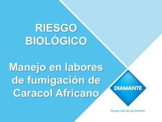 RIESGO
BIOLÓGICO
Manejo en labores
de fumigación de
Caracol Africano
 