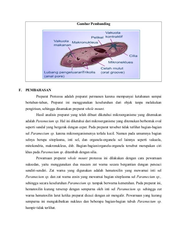  Preparat Whole Mount Protozoa Preparat Rentang Mesenterium 