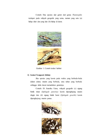 Contoh: Dua spesies ular garter dari genus Thamnophis
terdapat pada wilayah geografis yang sama, namun yang satu (a)
hidup diair dan yang lain (b) hidup di darat.
Gambar 1. Contoh isolasi habitat
2) Isolasi Temporal (Iklim)
Jika spesies yang kawin pada waktu yang berbeda-beda
dalam sehari, musim yang berbeda, atau tahun yang berbeda
sehingga tidak daoat memadukan gametnya.
Contoh: Di Amerika Utara, wilayah geografis (c) sigung
bintik timur (Spilogale putorius) kawin dipenghujung musim
dingin dan (d) sigung bintik barat (Spilogale gracilis) kawin
dipenghujung musim panas.
 