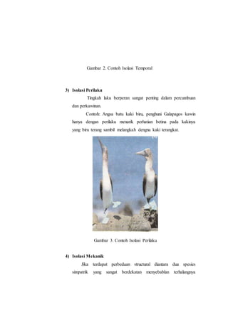 Gambar 2. Contoh Isolasi Temporal
3) Isolasi Perilaku
Tingkah laku berperan sangat penting dalam percumbuan
dan perkawinan.
Contoh: Angsa batu kaki biru, penghuni Galapagos kawin
hanya dengan perilaku menarik perhatian betina pada kakinya
yang biru terang sambil melangkah dengna kaki terangkat.
Gambar 3. Contoh Isolasi Perilaku
4) Isolasi Mekanik
Jika terdapat perbedaan structural diantara dua spesies
simpatrik yang sangat berdekatan menyebablan terhalangnya
 