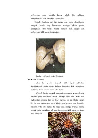 perkawinan antar individu karena sebab fisis, sehingga
menyebabkan tidak terjadinya “gene flow”.
Contoh: Cangkang dari dua spesies siput genus Bradybaena
mengulir kearah yang berlawanan sehingga bukaan genital
(ditunjukkan oleh tanda panah) menjadi tidak sejajar dan
perkawinan tidak dapat diselesaikan.
Gambar 4. Contoh Isolasi Mekanik
5) Isolasi Gametik
Jika dua spesies simpatrik tidak dapat melakukan
interhibridisasi karena sel-sel kelamin jantannya tidak mempunyai
viabilitas dalam saluran reproduksi betina.
Contoh: Isolasi gametik memisahkan spesies hewan akuatik
tertentu yang berkerabat dekat, misalnya bulu babi. Bulu babi
melepaskan sperma dan sel telur mereka ke air. Disitu, gamet
berfusi dan membentuk zigot. Gamet dari spesies yang berbeda,
misalnya bulu babi merah dan ungu tidak mampu brerfusi karena
protein pada permukaan sel telur dan sperma tidak dapat berikatan
satu sama lain.
 