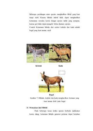 Beberapa persilangan antar spesies menghasilkan hibrid yang kuat
tetapi steril. Karena hibrida infertil tidak dapat menghasilkan
keturunana sewaktu kawin dengan spesies induk yang samapun,
karena gen tidak dapat mengalir bebas diantara spesies.
Contoh: Keturunan hibrida dari seekor keledai dan kuda adalah
bagal yang kuat namun steril.
Keledai Kuda
Bagal
Gambar 7. Hibirida keledai dan kuda menghasilkan ketunan yang
kuat namun fertil yaitu bagal
3) Perusakan dari Hibrid
Pada beberapa kasus ketika spesies berbeda melakukan
kawin silang, keturunan hibrida generasi pertama dapat bertahan
 