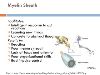 Myelin Sheath  Facilitates:  Intelligent response to gut reactions Learning new things  Concrete to abstract thought Results in: Reacting Poor memory/recall Lack of focus and attention Poor organizational skills Bad impulse control Source: http://www.nlm.nih.gov/medlineplus/ency/images/ency/fullsize/9682.jpg 