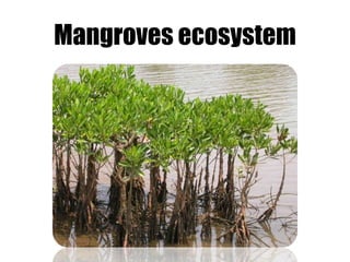 Mangroves ecosystem
 