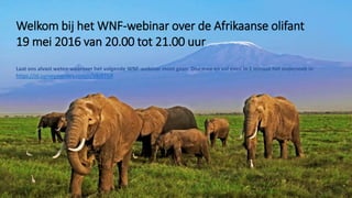 Mogelijk beginnen met beelden
olifanten – als wacht moment
Welkom bij het WNF-webinar over de Afrikaanse olifant
19 mei 2016 van 20.00 tot 21.00 uur
Laat ons alvast weten waarover het volgende WNF-webinar moet gaan. Doe mee en vul even in 1 minuut het onderzoek in
https://nl.surveymonkey.com/r/V8JRTGR
 