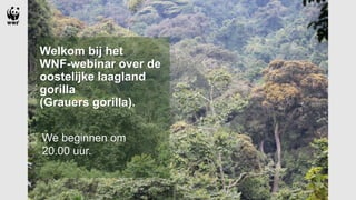 Welkom bij het
WNF-webinar over de
oostelijke laagland
gorilla
(Grauers gorilla).
We beginnen om
20.00 uur.
 