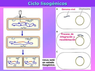 Ciclo lisogénicos
Genoma viral
Proceso de
integración y
recombinación
Célula está
en estado
lisogénico.
 
