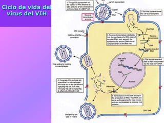 Ciclo de vida del
virus del VIH
 