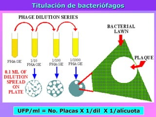 Titulación de bacteriófagos
UFP/ml = No. Placas X 1/dil X 1/alícuota
 