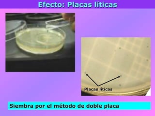 Efecto: Placas líticas
Placas líticas
Siembra por el método de doble placa
 